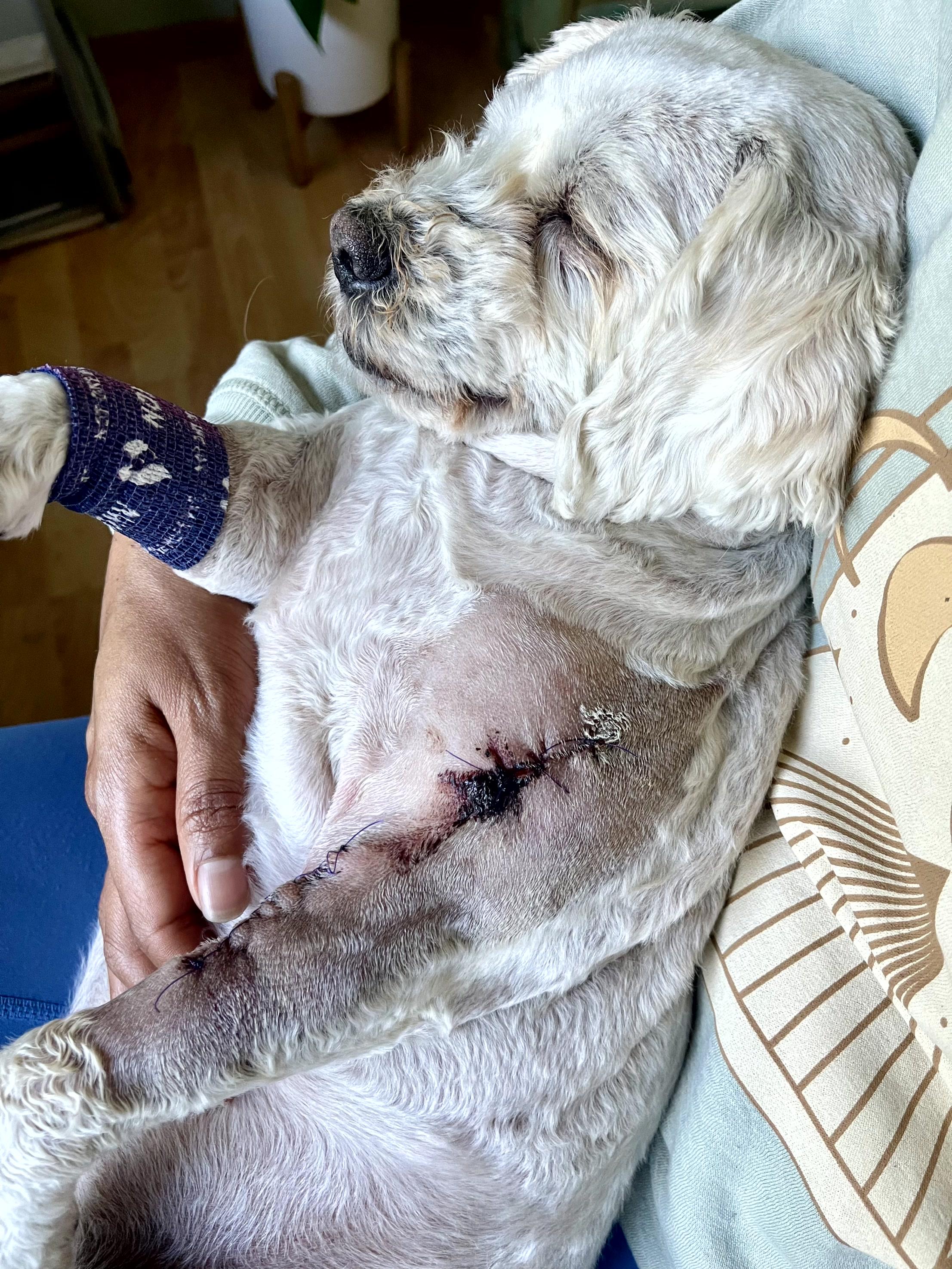 A small dog sleeps comfortably in a person's arms post-surgery, displaying its bandaged leg.
