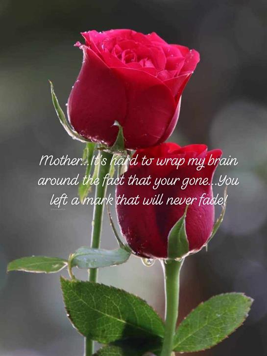 Two vibrant red roses bloom together, representing love and remembrance on a heartfelt occasion.
