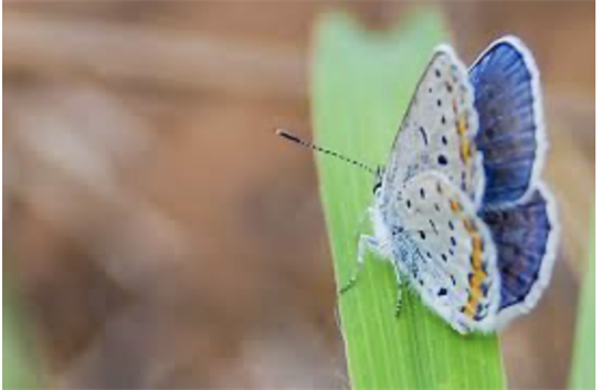 A butterfly on a leaf