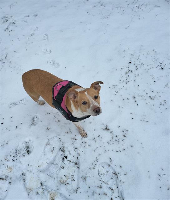A playful dog is running through the snow in a park under a clear sky.