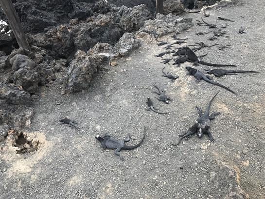 Iguanas are lying on a sunlit pathway near rocky terrain, enjoying the warmth of the day.