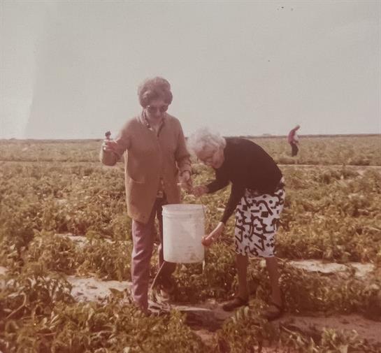 Two women gather vegetables in a field, enjoying a sunny afternoon together while working.