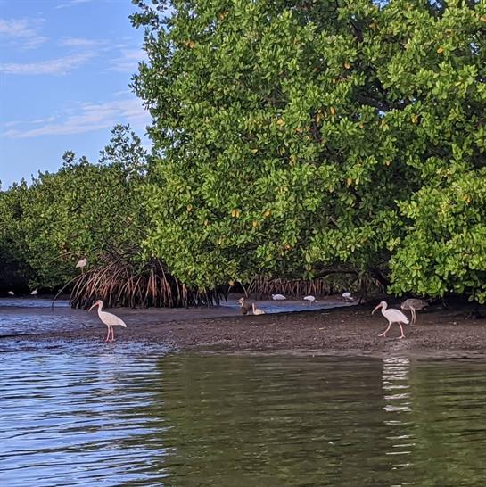 Two herons stand gracefully in shallow water by dense green mangroves under bright blue sky.