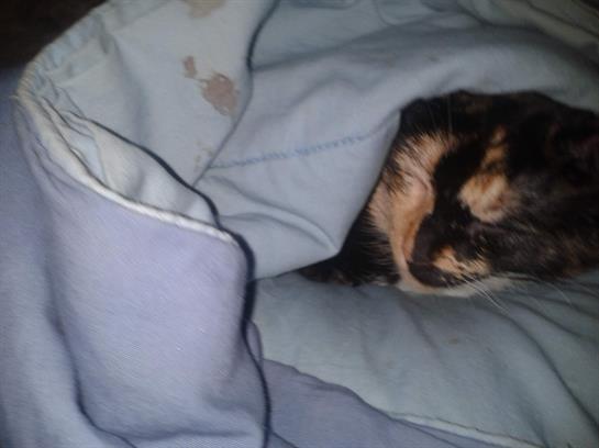 A calico cat is comfortably nestled under a soft blue blanket, resting peacefully.