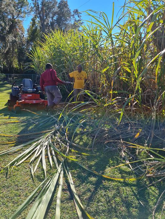 Two workers cut down tall grass in a green garden under clear blue skies during daylight.