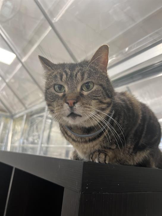 A cat sitting on a shelf