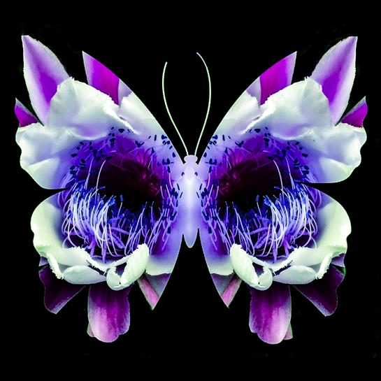 Stunning artwork features a creative fusion of flowers and a butterfly in bright colors.