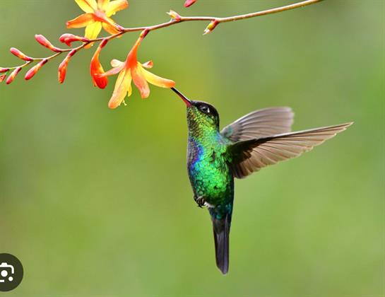 A hummingbird hovers near bright orange and yellow flowers, feeding delicately.