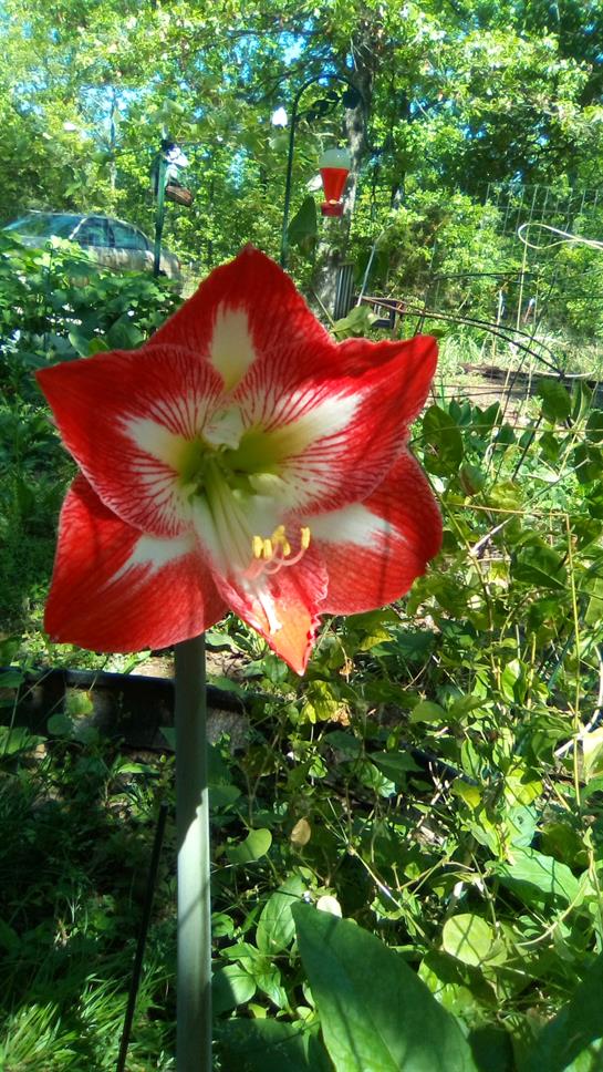 A bright red and white flower stands tall amidst greenery in a sunny garden.