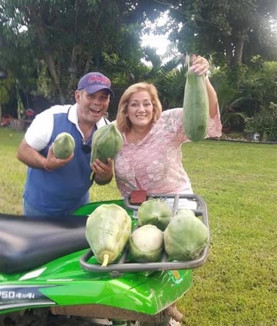 A lively couple holds large papayas, enjoying their successful harvest in a green garden.