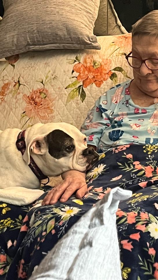 A dog lying on a woman's lap