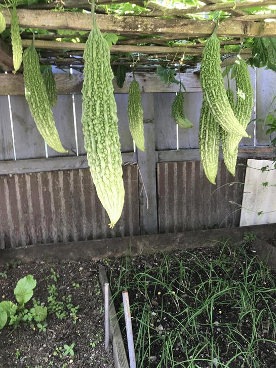 Long green bitter melons dangle from a trellis in a tranquil garden setting.