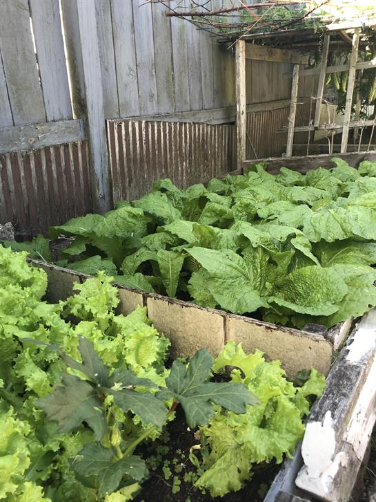 Fresh lettuce and leafy greens thrive in a community garden surrounded by wooden fences.