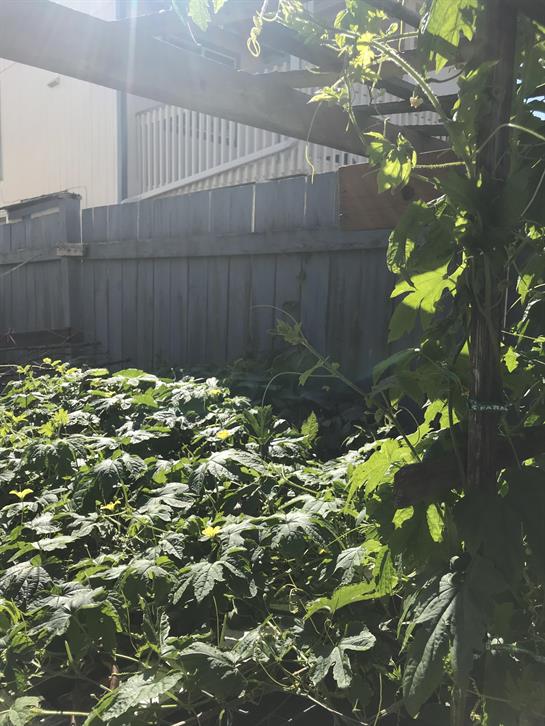 A vibrant garden showcases climbing plants and thick undergrowth in a sunny suburban yard.