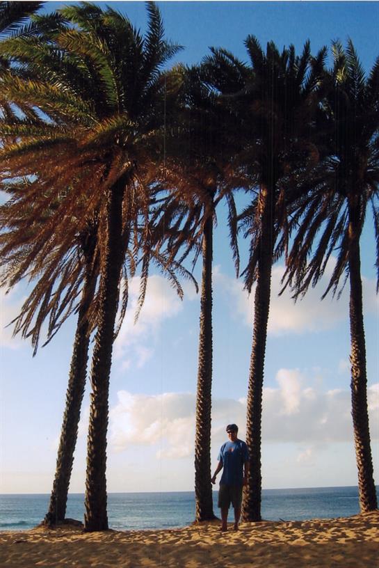 A person enjoys the coastal view surrounded by tall palm trees under a clear sky.