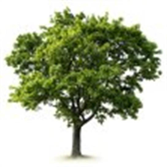 A vibrant tree with full green foliage flourishes under clear blue skies in daylight.