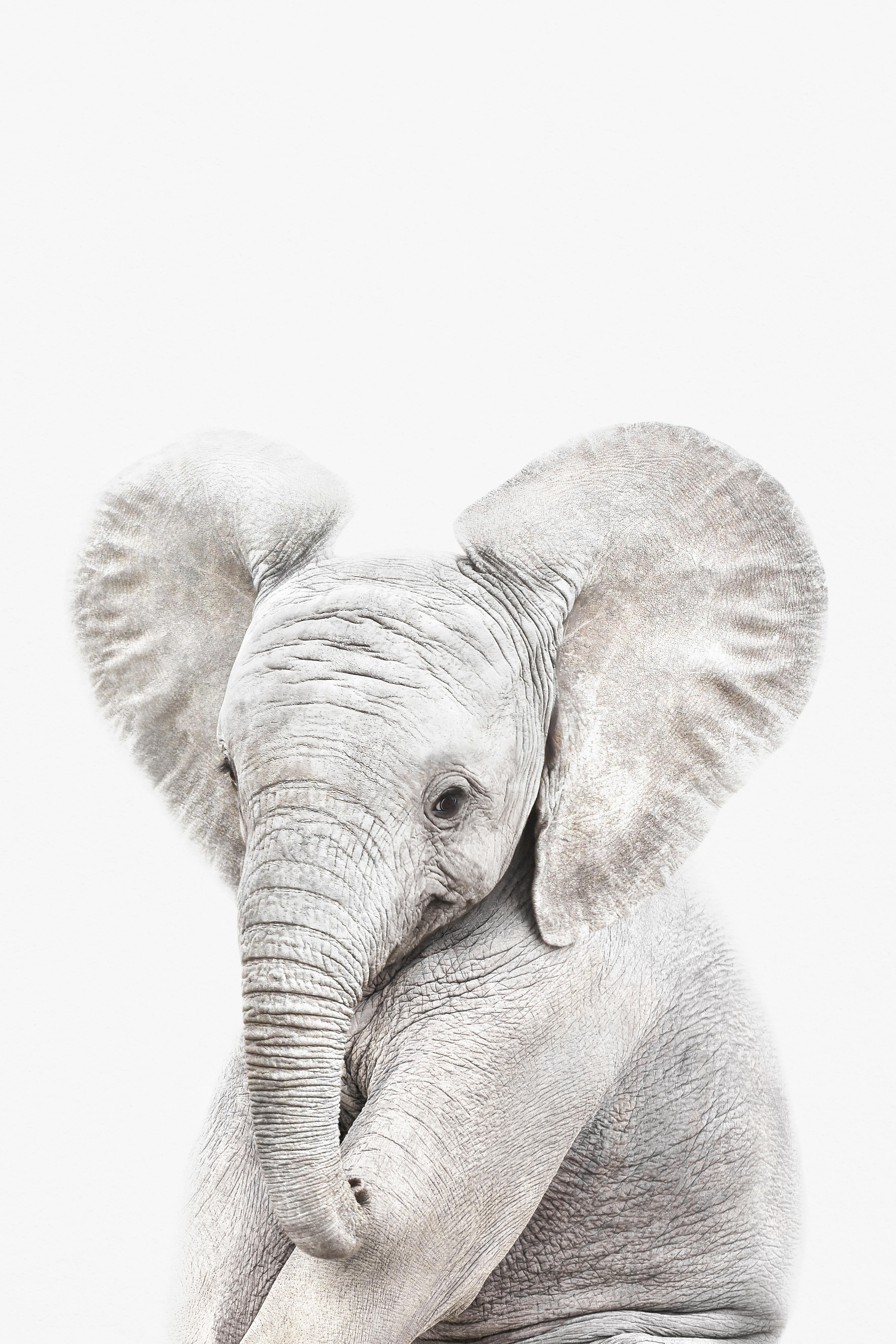 An elephant poses with a focused expression, its large ears wide and trunk visible, in bright light.