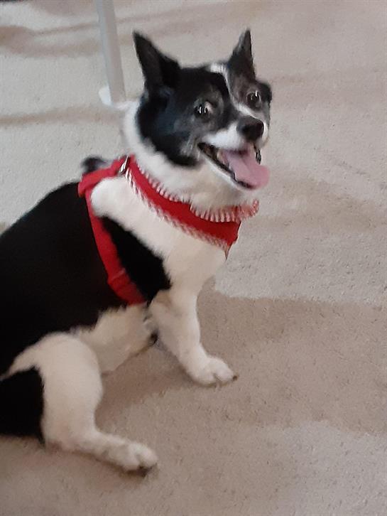 A joyful black and white dog with a red harness sits comfortably on beige carpet.