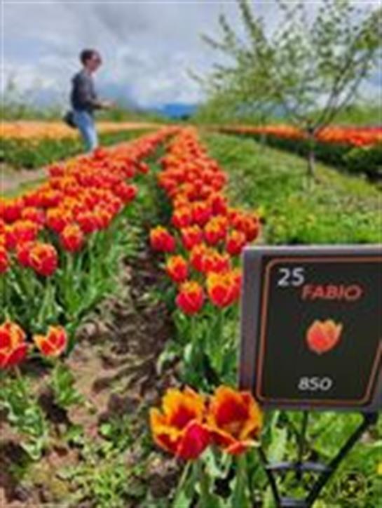 A visitor strolls through rows of bright orange tulips in a colorful flower field.