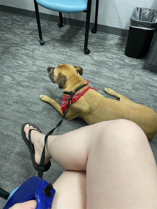 A dog lies comfortably on the floor next to its owner, who is sitting in a clinic waiting area.