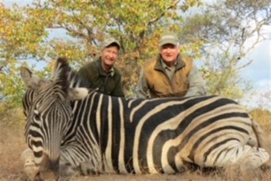 Two men sit beside a resting zebra in a natural environment with greenery surrounding them.