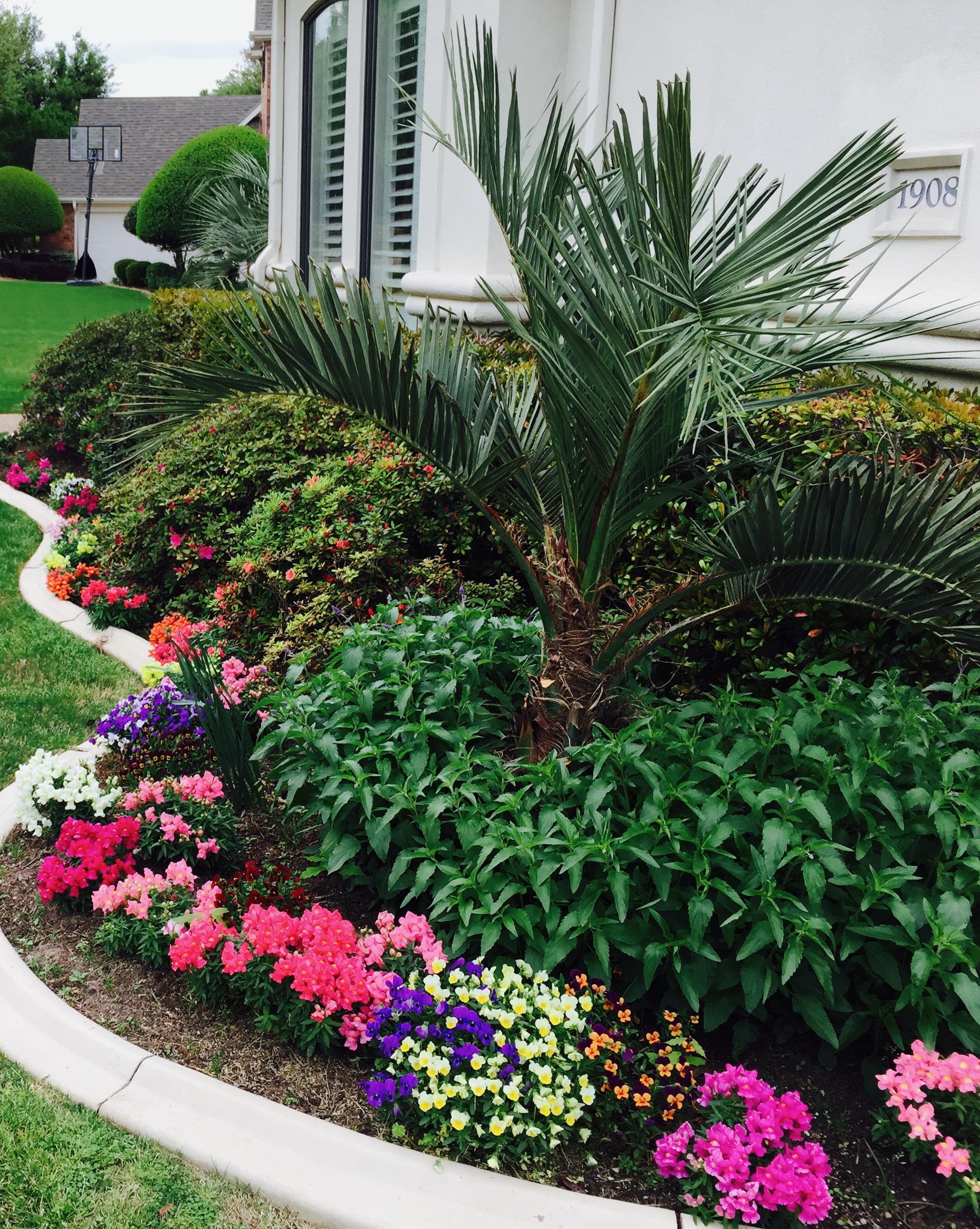 A beautifully arranged garden with various flowering plants and a palm tree at a residence.