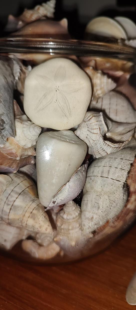 Seashells and fossils in a wooden bowl showcase the beauty of nature.
