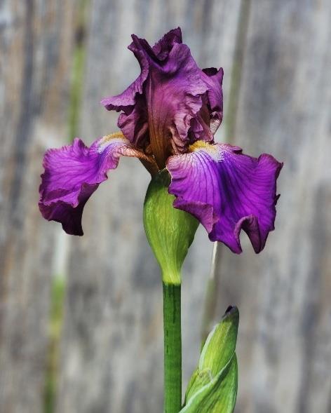 A striking purple iris flower stands upright beside a weathered wooden fence during springtime.