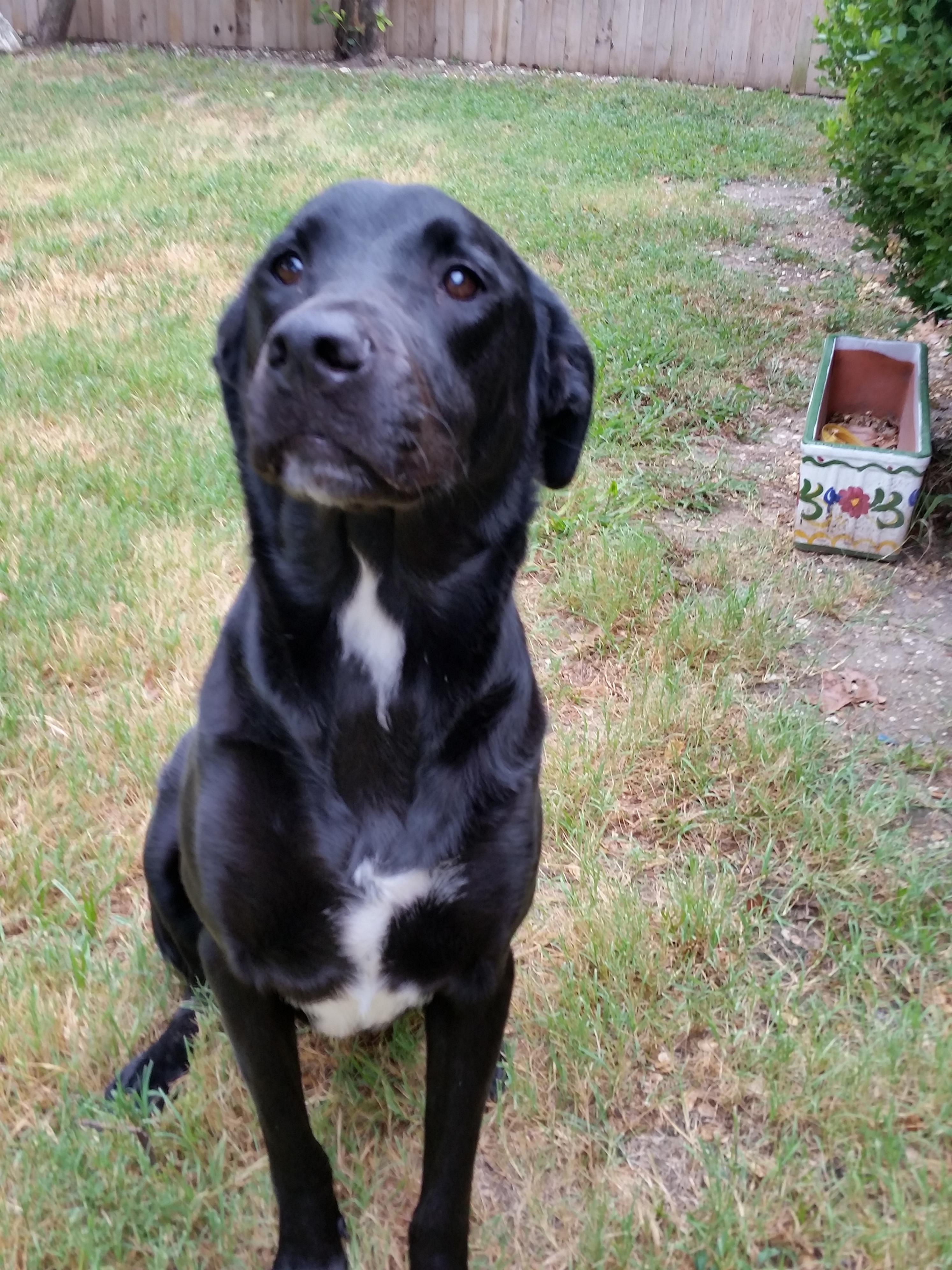 A black dog sits attentively in a green yard, observing its surroundings with interest.