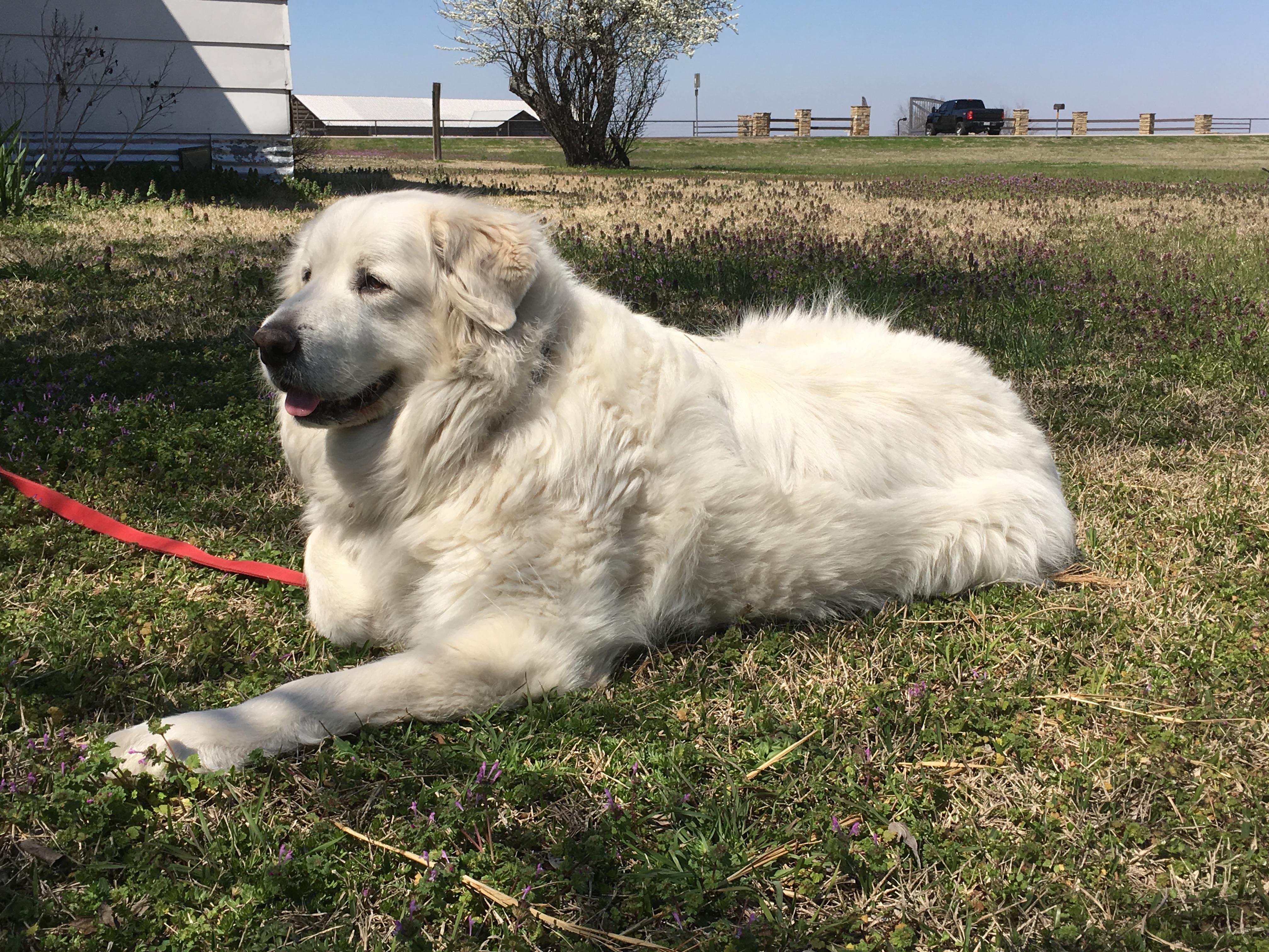 A fluffy white dog relaxes in the sun on green grass near a rustic farmhouse.