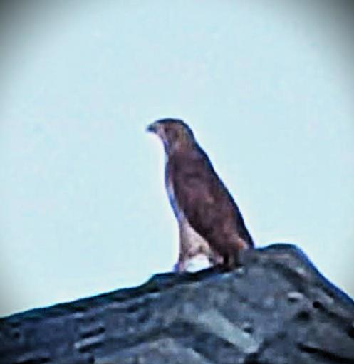 A bird of prey stands majestically on a rocky surface, surveying its surroundings under a clear sky.