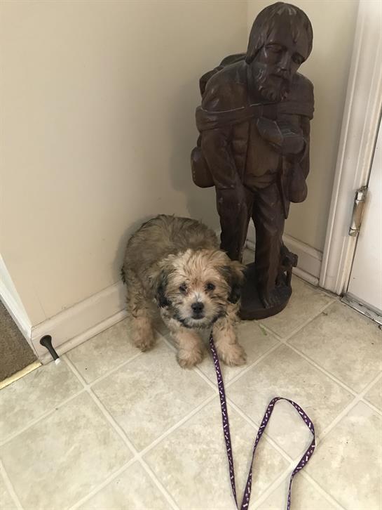 A dog sitting next to a statue