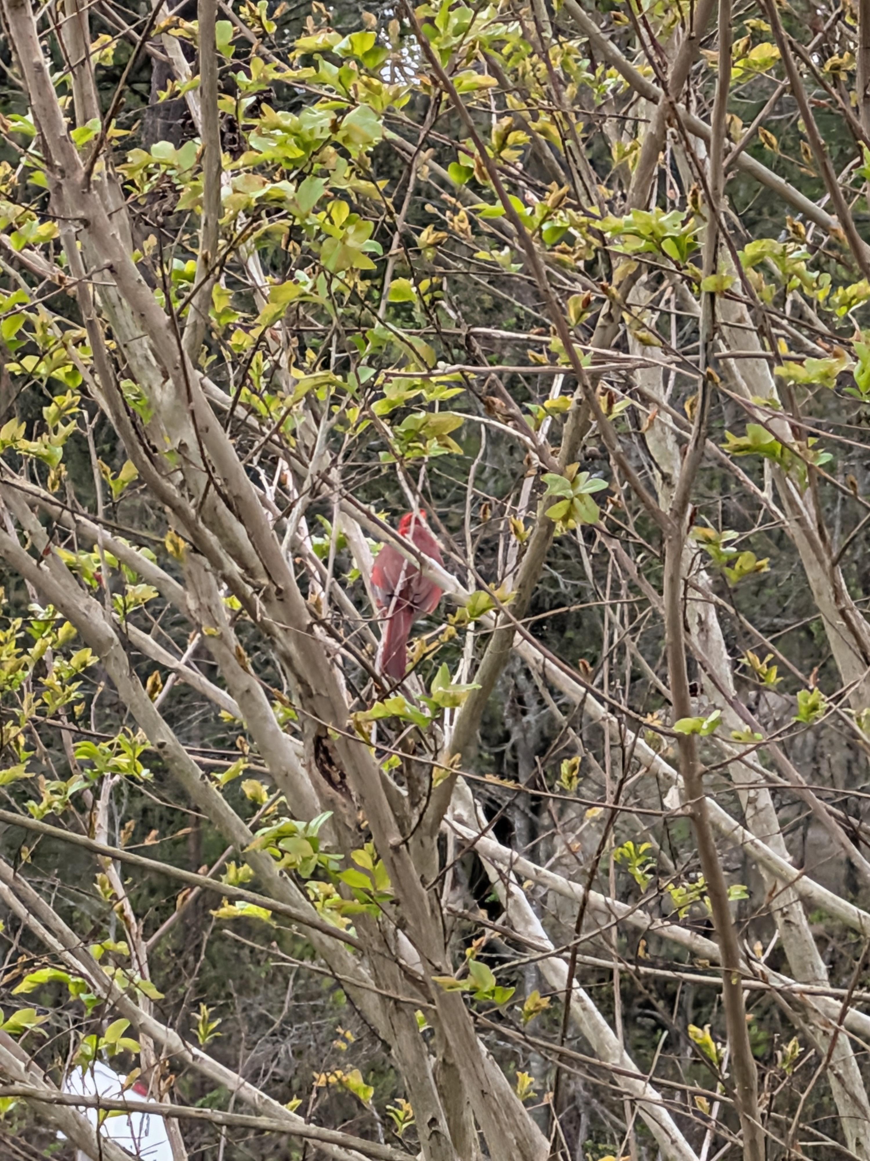 A bird in a tree