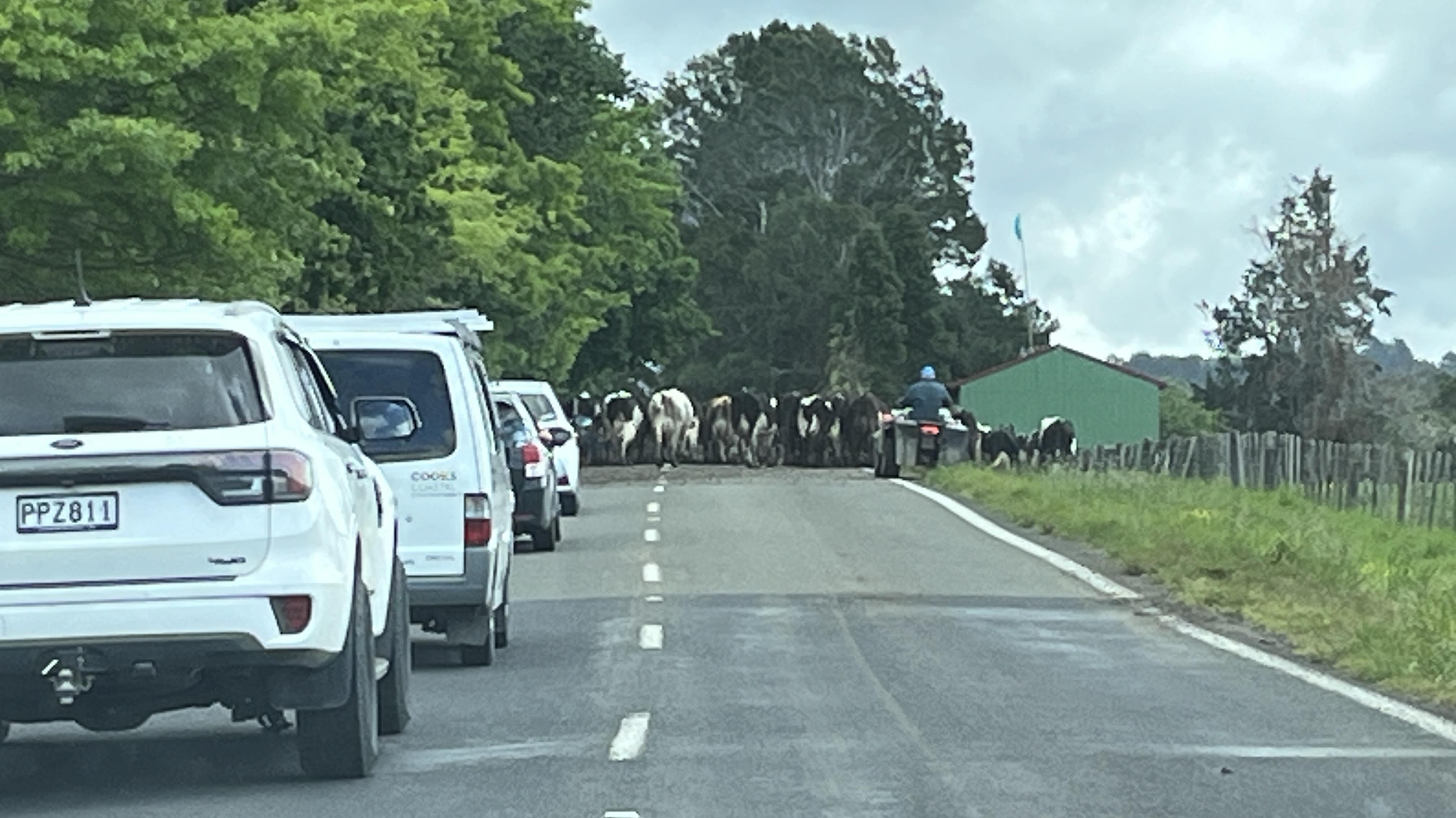 Farmers herd cows across a rural road as vehicles patiently wait in a peaceful countryside scene.