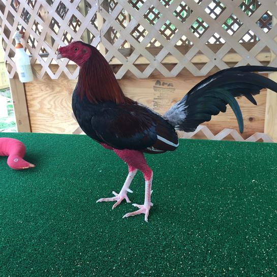 A vibrant rooster displays its feathers while standing on green turf in a cozy pen.
