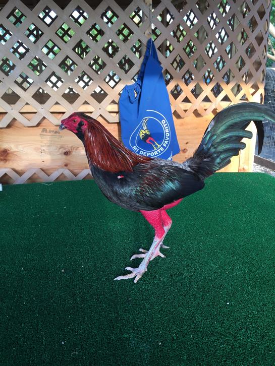 A vibrant rooster with red and black feathers stands confidently on green turf.