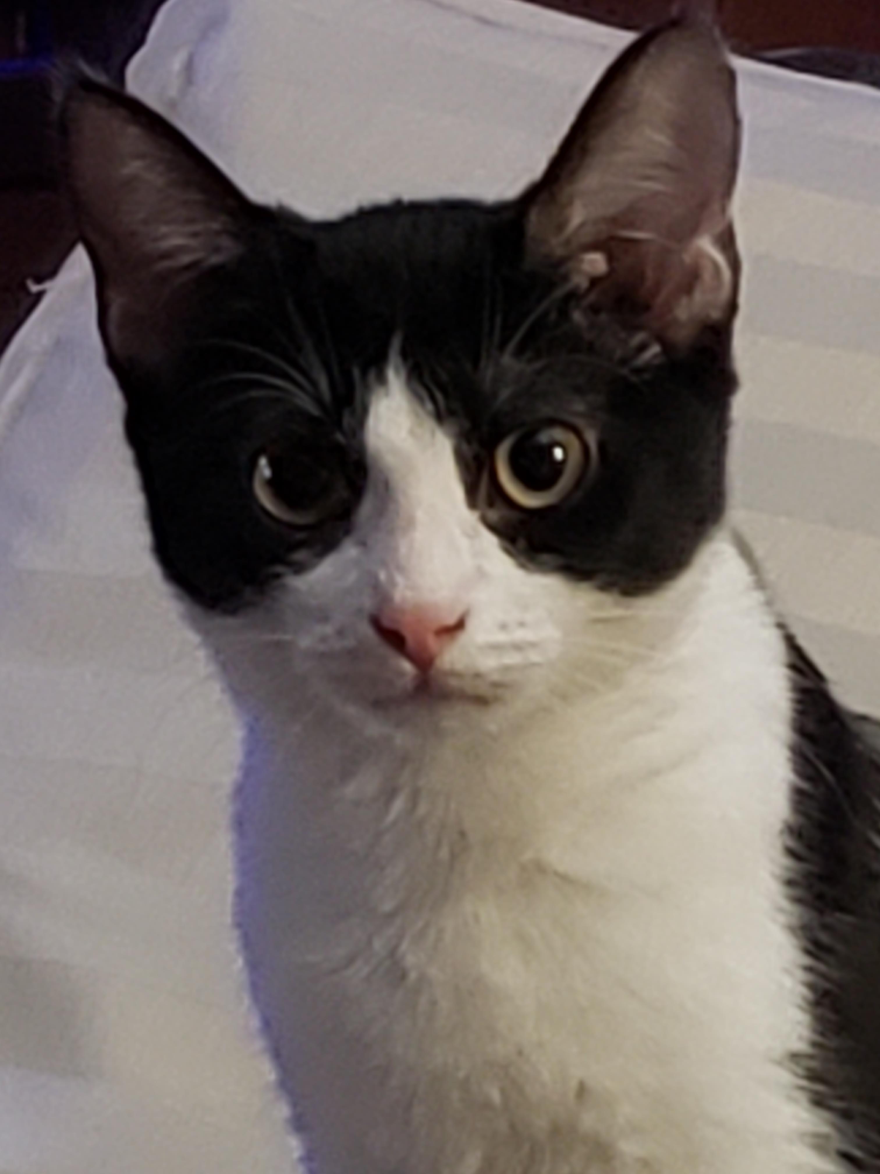 A curious black and white cat with big eyes gazes intently at the viewer while sitting.