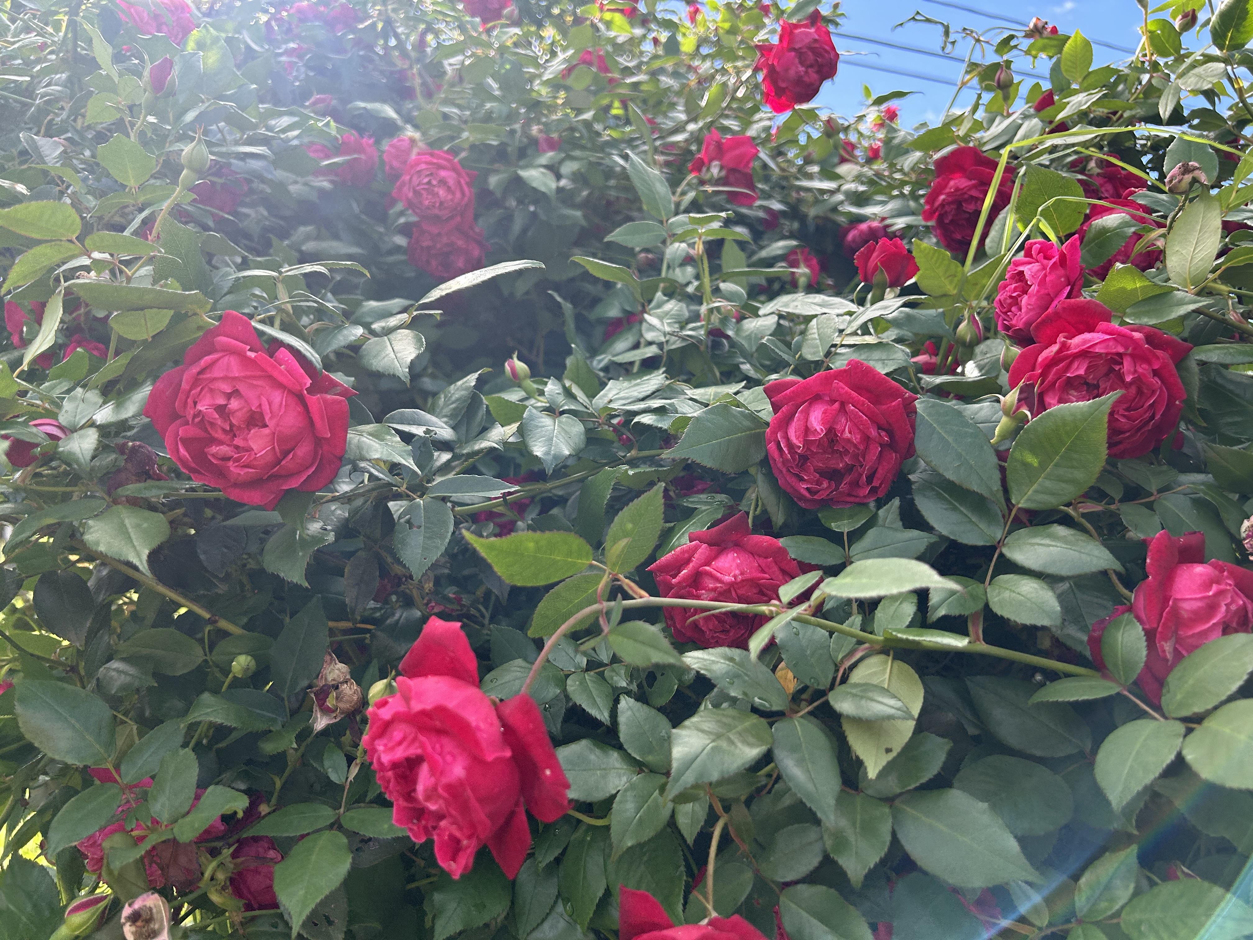 Bright red roses fill the garden, thriving under the sun in a vibrant display of color.