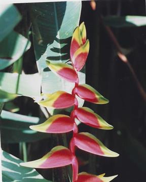 This striking tropical flower showcases bright red and yellow petals amid dark green foliage.