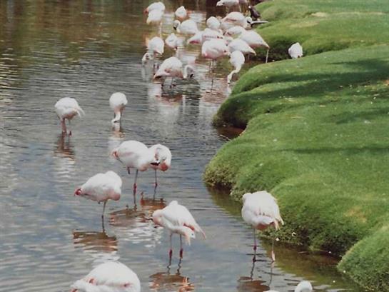 A flock of flamingos stands in shallow water, surrounded by vibrant green grass under soft sunlight.