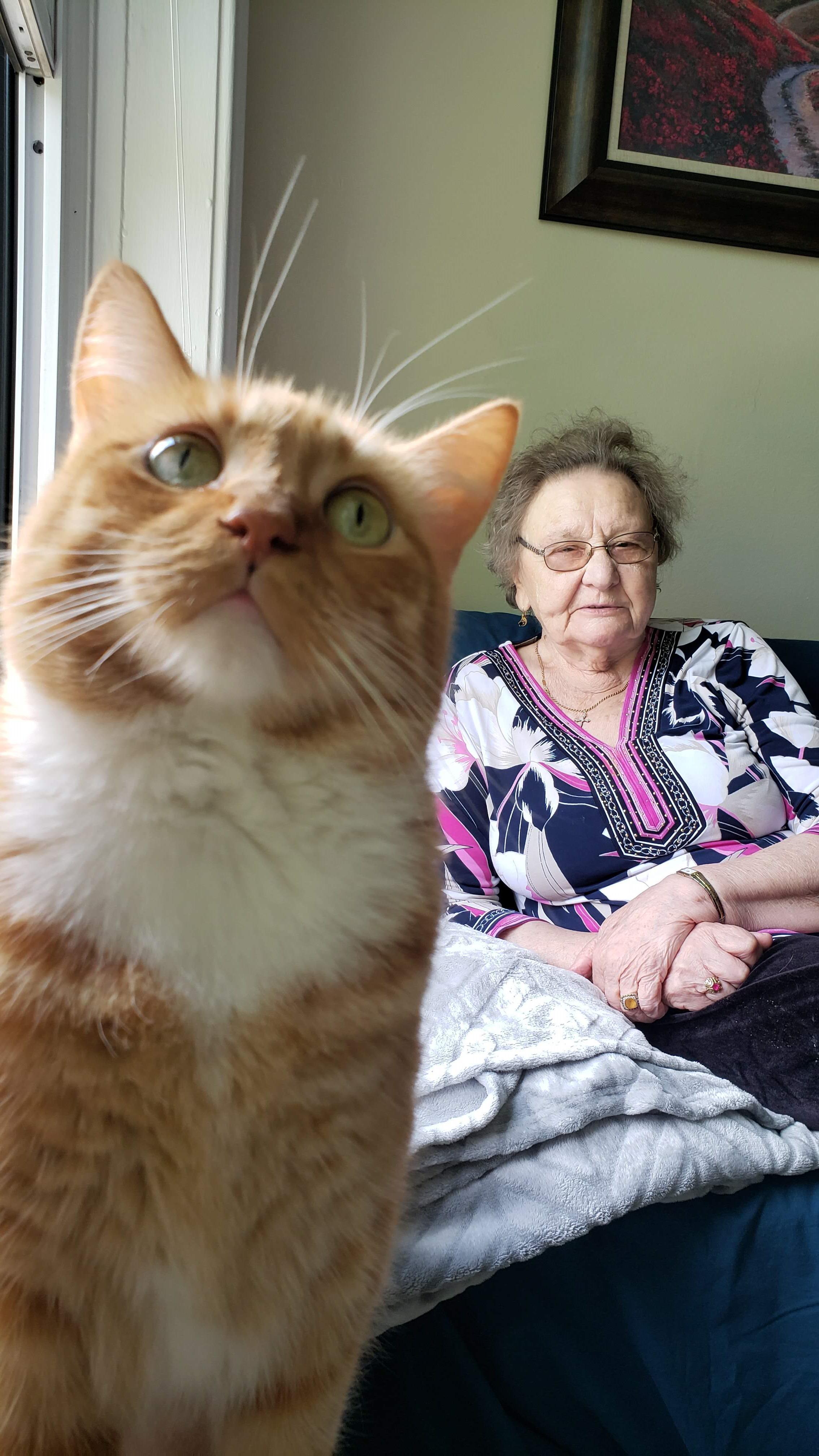 An elderly woman sits on a couch while an orange cat curiously approaches the camera.