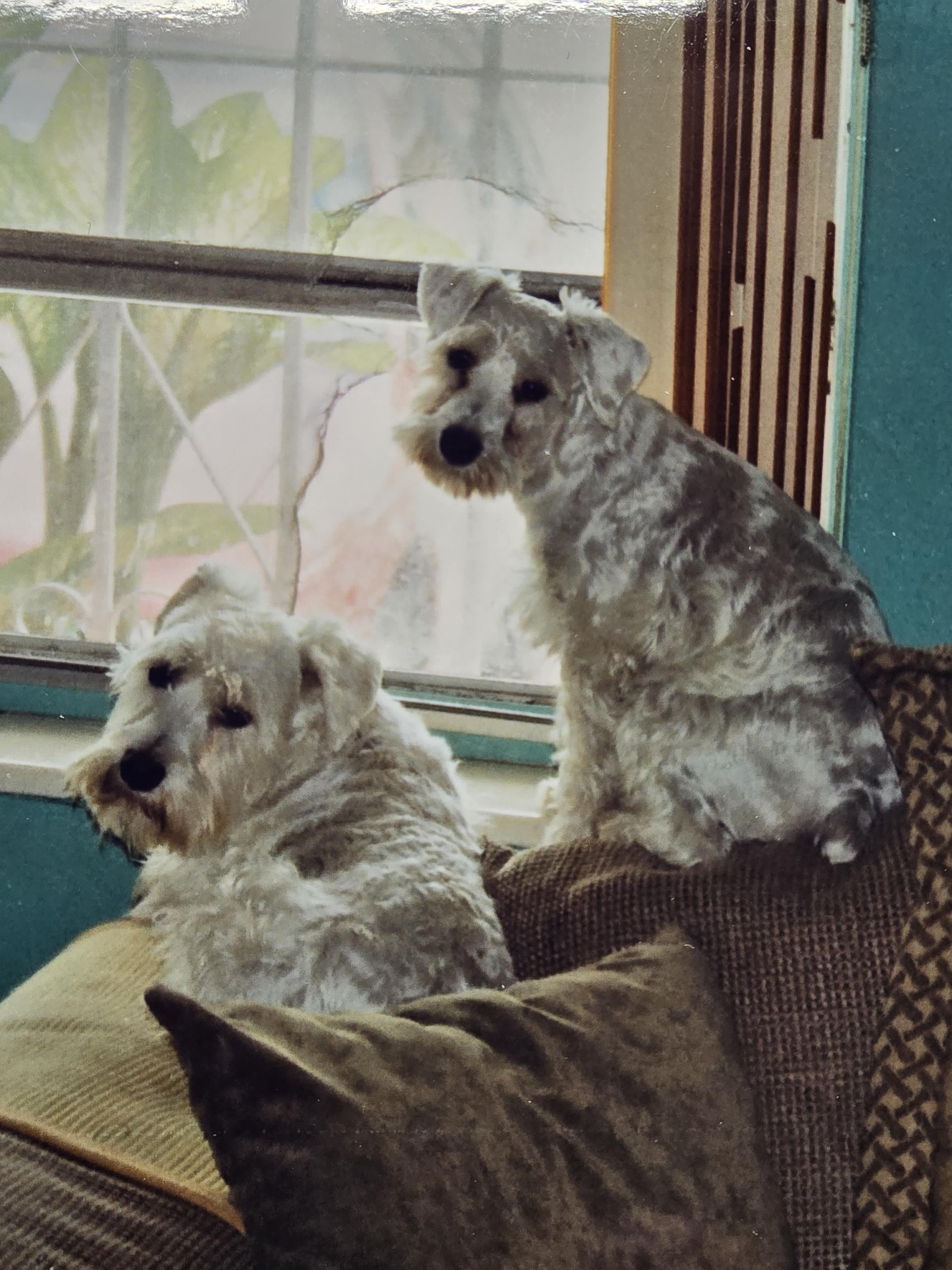 Two fluffy dogs are seated on a couch, enjoying the warmth of the sun through the window.