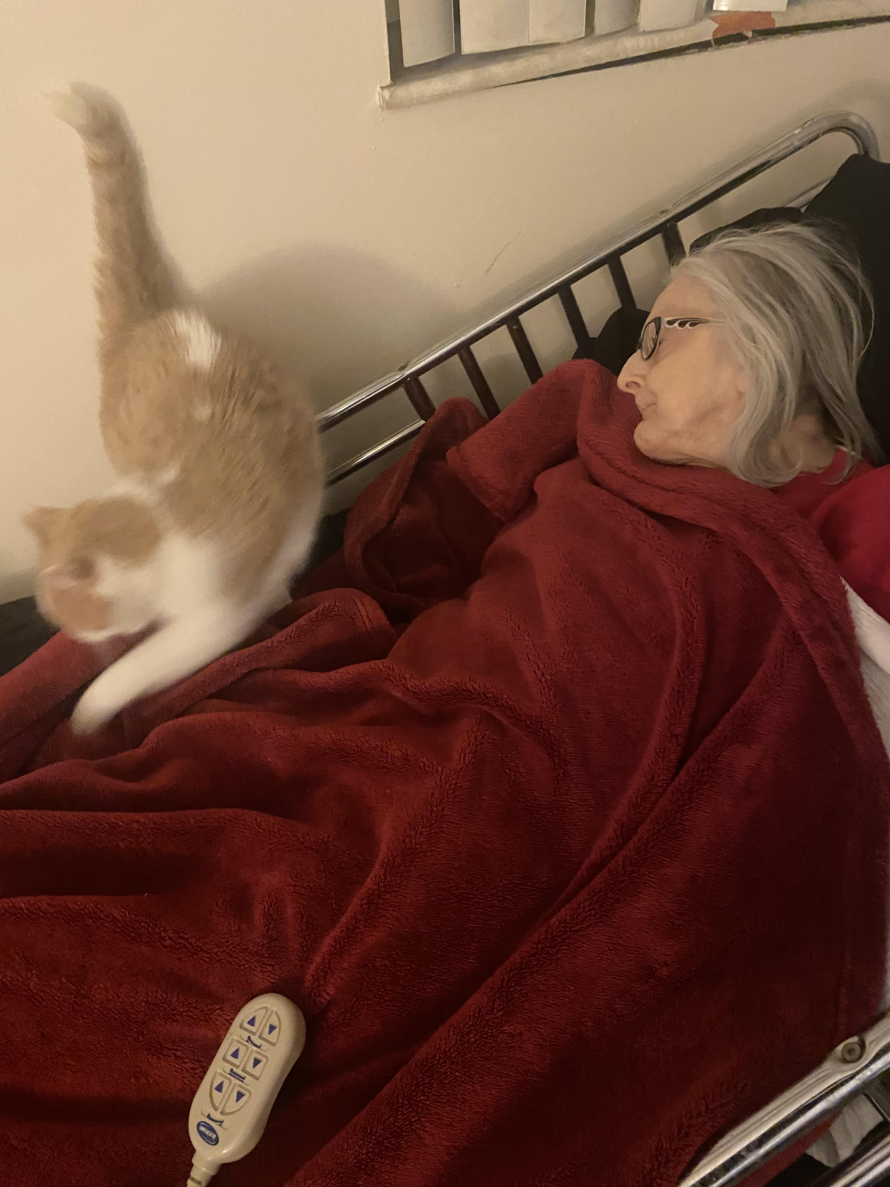A woman is resting comfortably on a couch covered with a soft blanket while her cat jumps nearby.