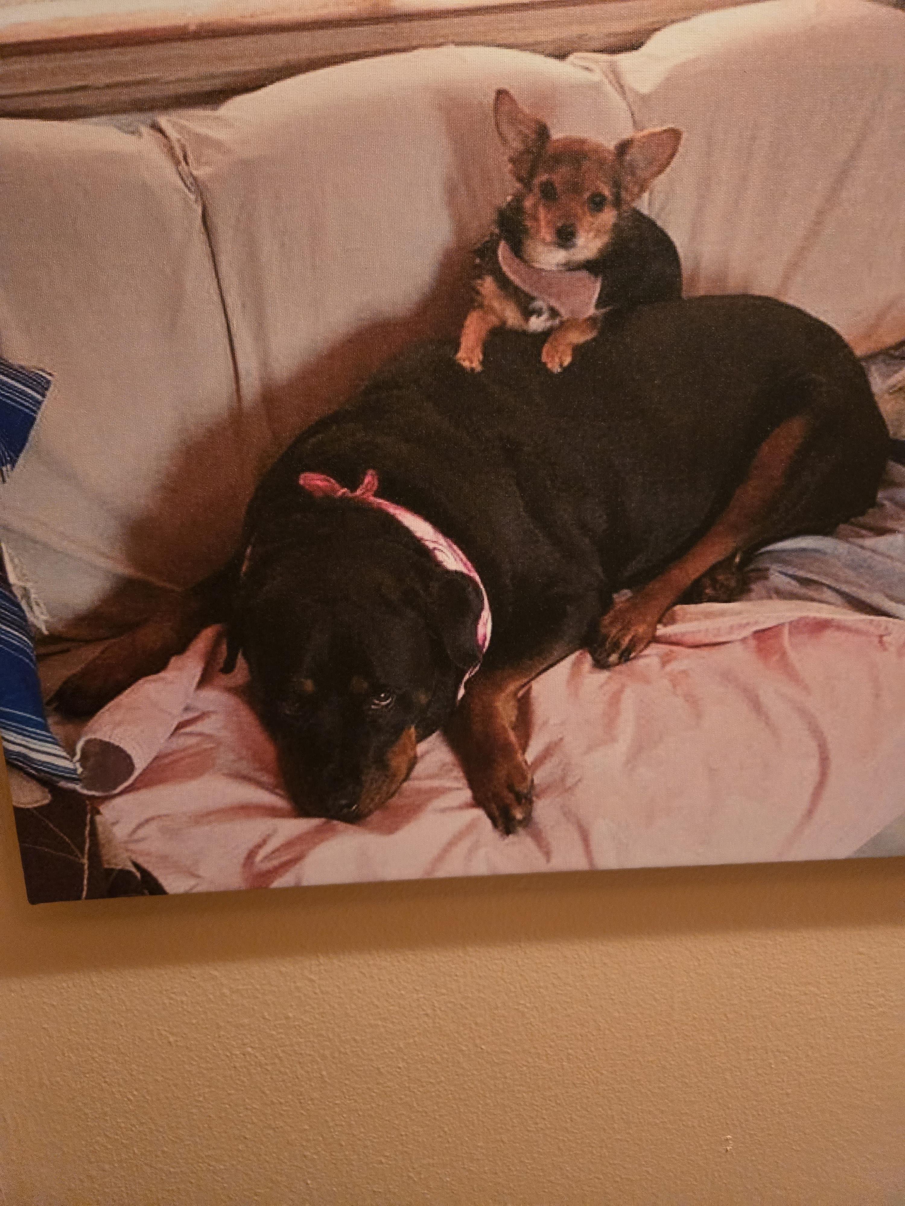 Two dogs lounge on a couch: a chihuahua on a calm Rottweiler, both content.
