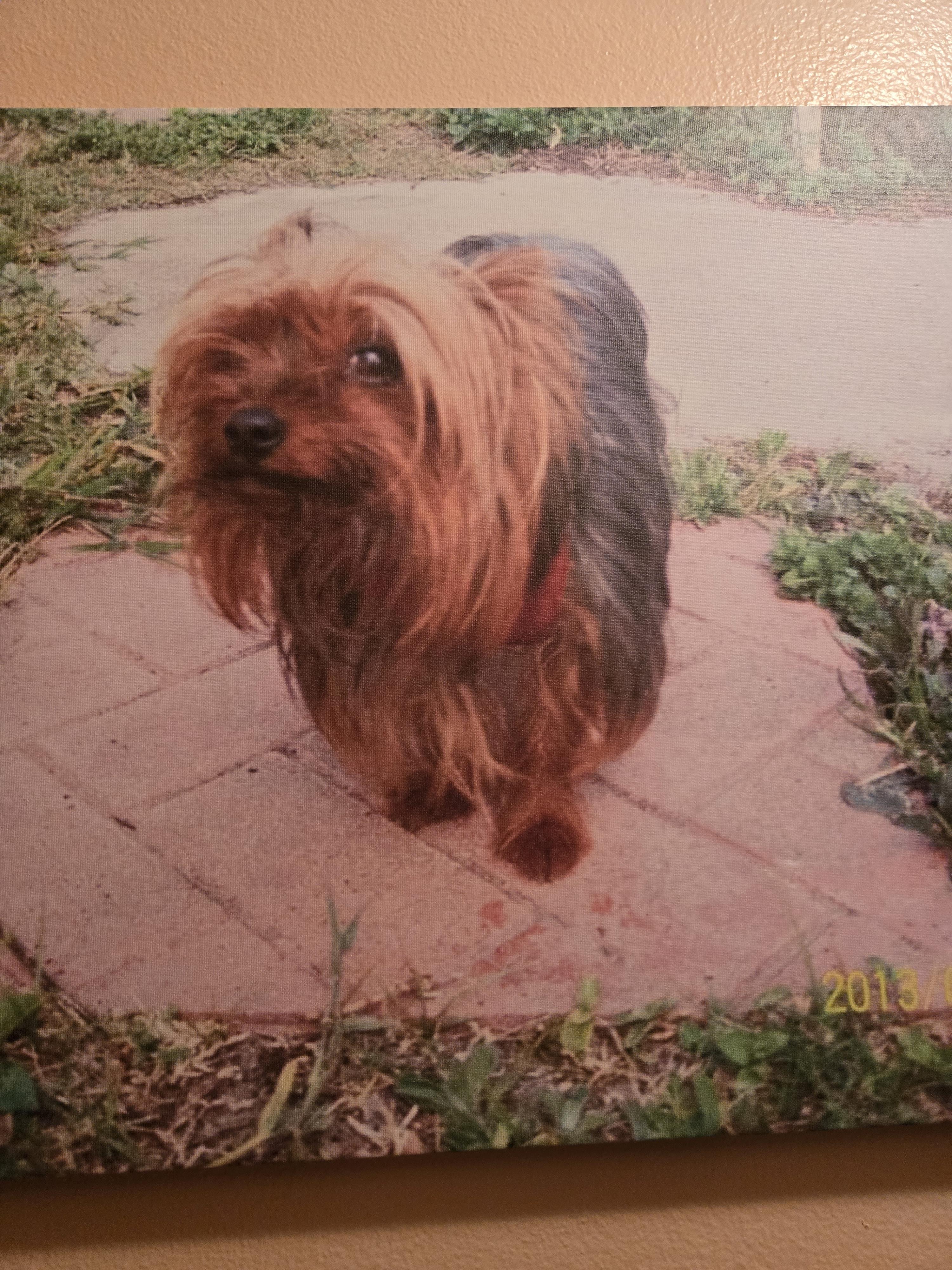 Dog is standing on a stone pathway, showcasing its long, silky fur and curious expression.