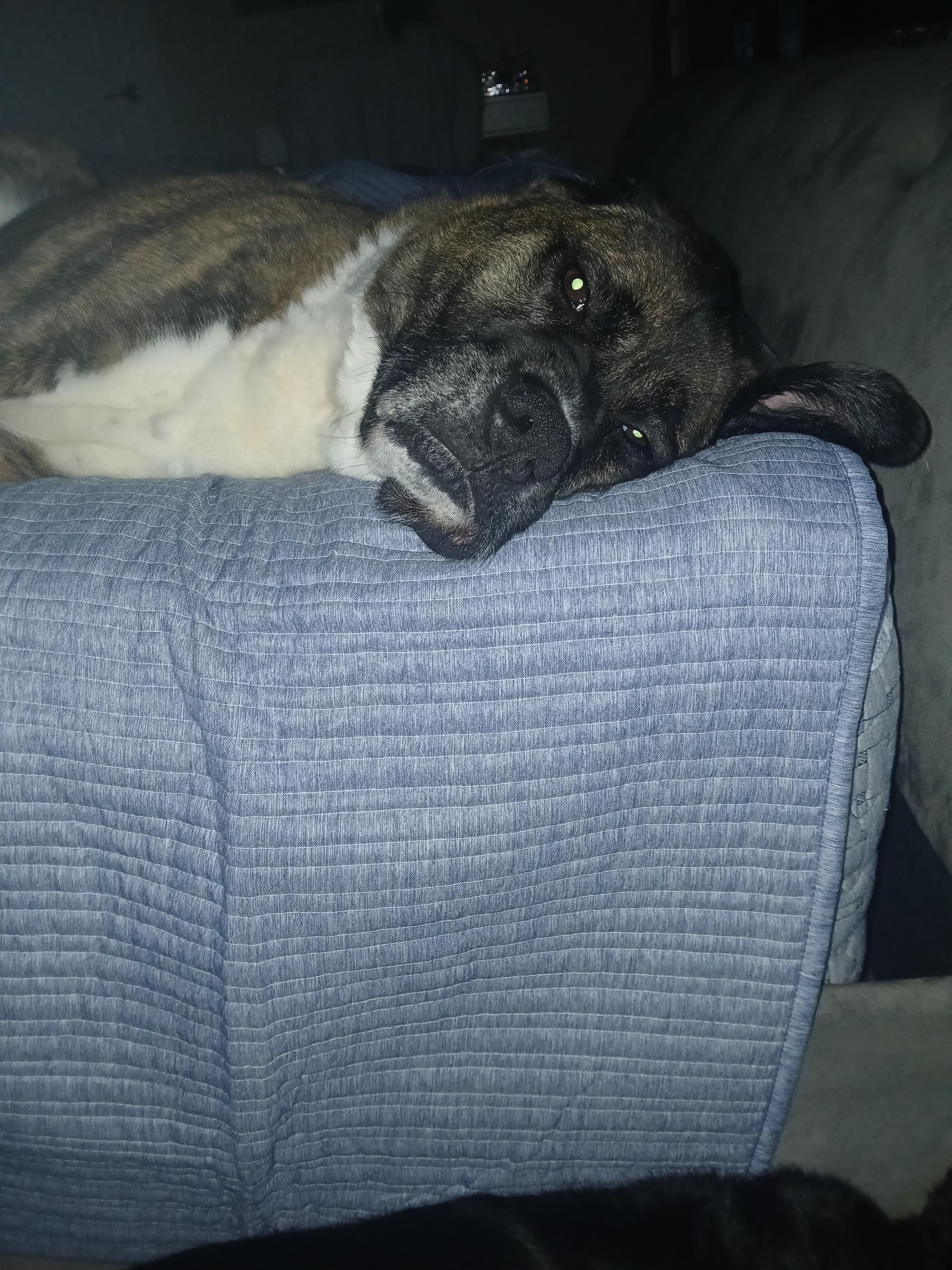A large dog lies comfortably on a couch, appearing relaxed in the cozy evening atmosphere.