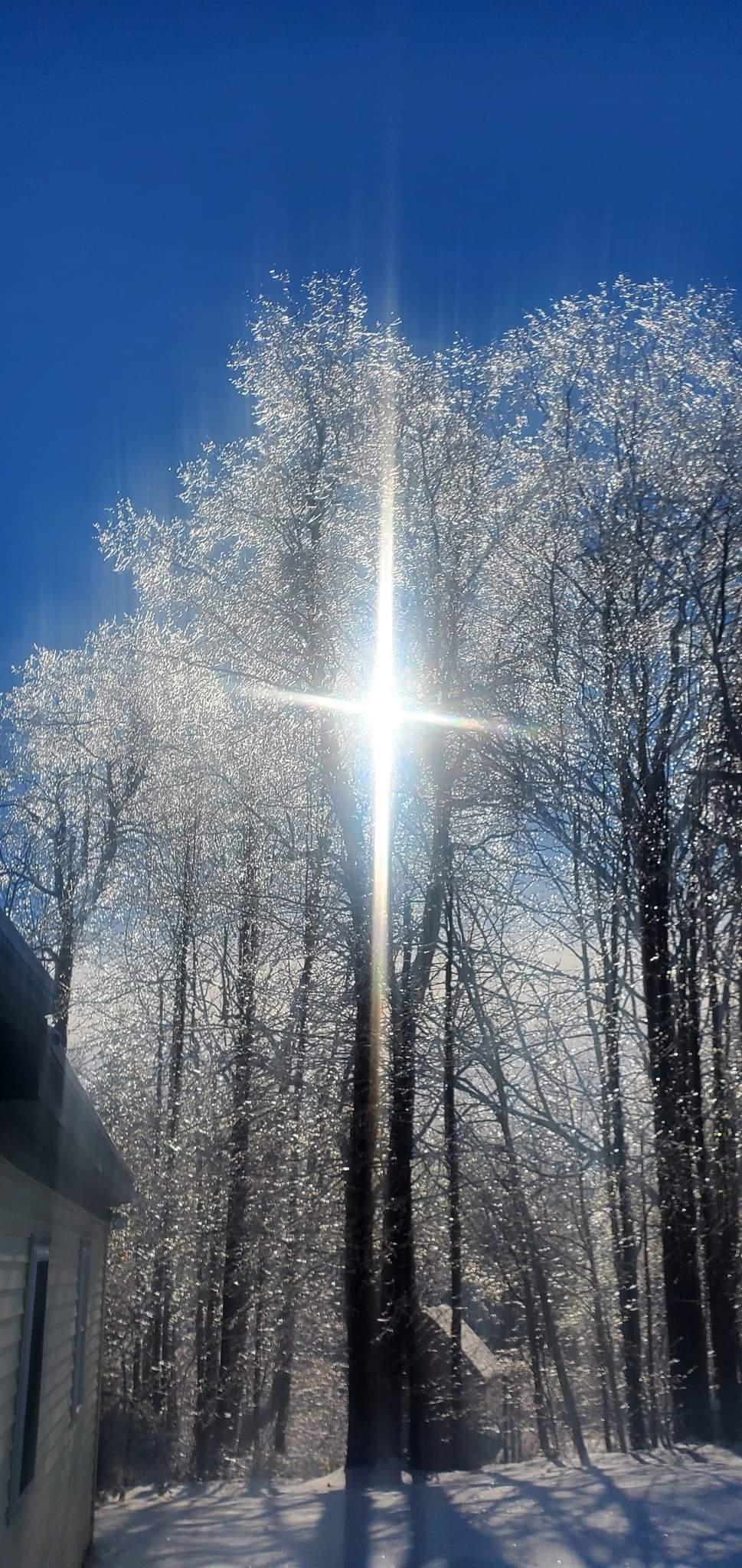 Sparkling sunlight shines through icy tree branches in a serene winter landscape.