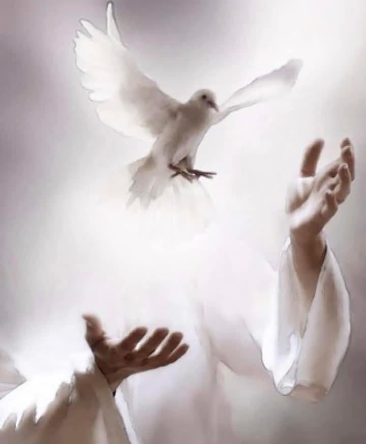 A dove flies gently upwards as hands reach out, creating a serene, spiritual moment of connection.