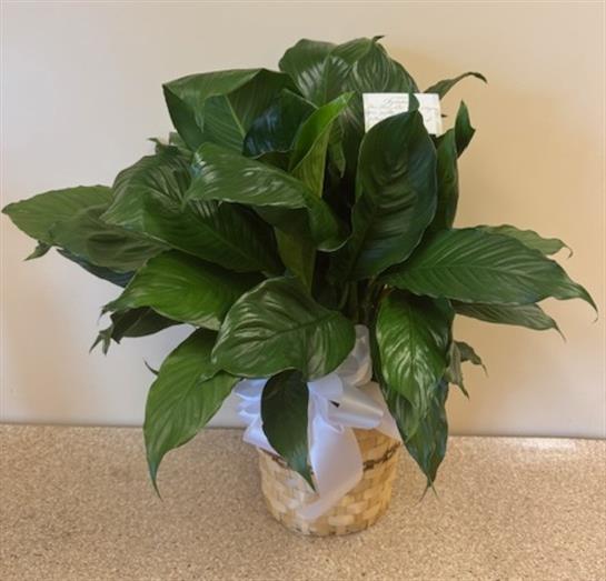 A plant in a pot