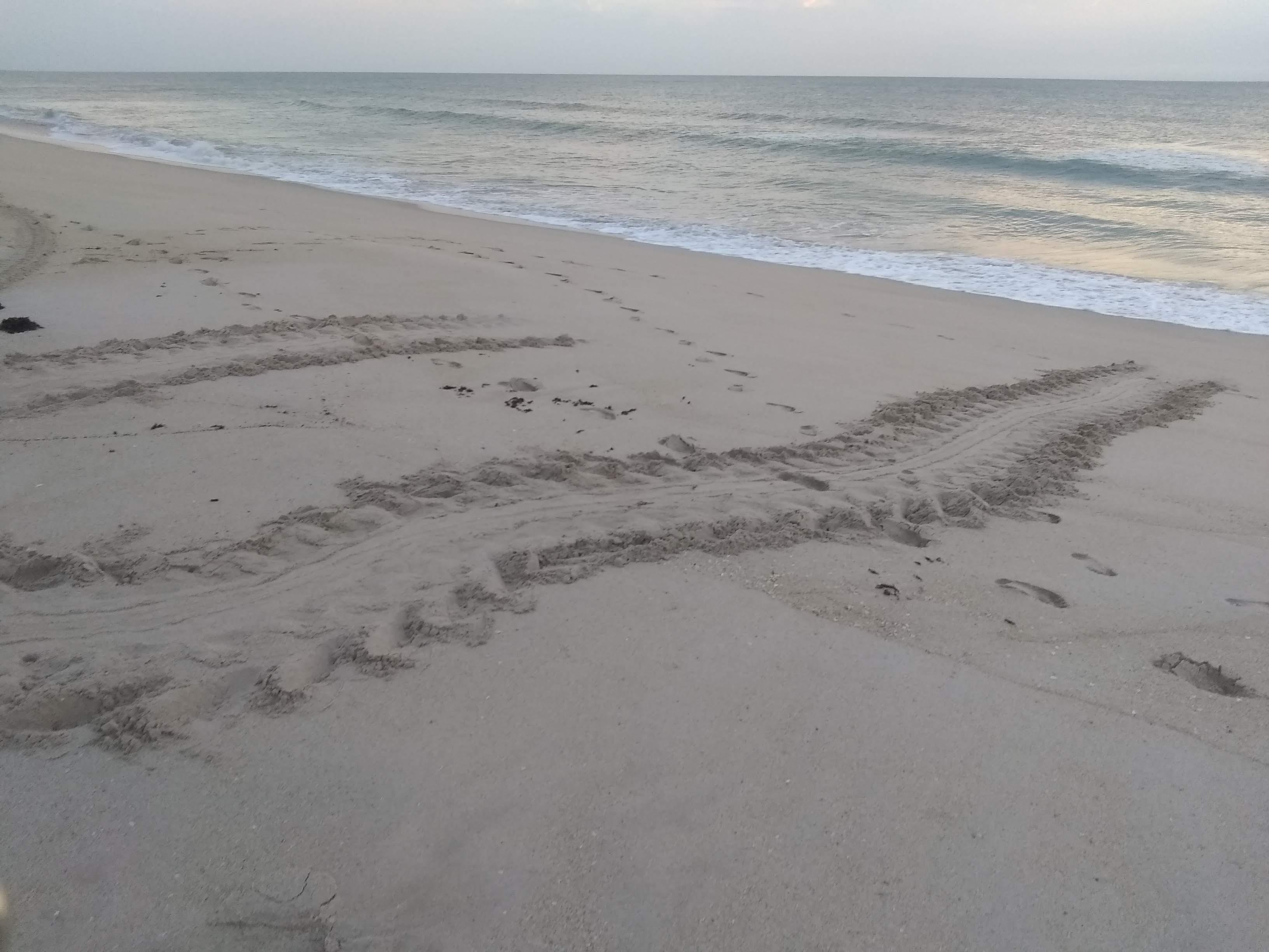 Tread marks left by a sea turtle on a tranquil beach at dawn as it heads toward the ocean.